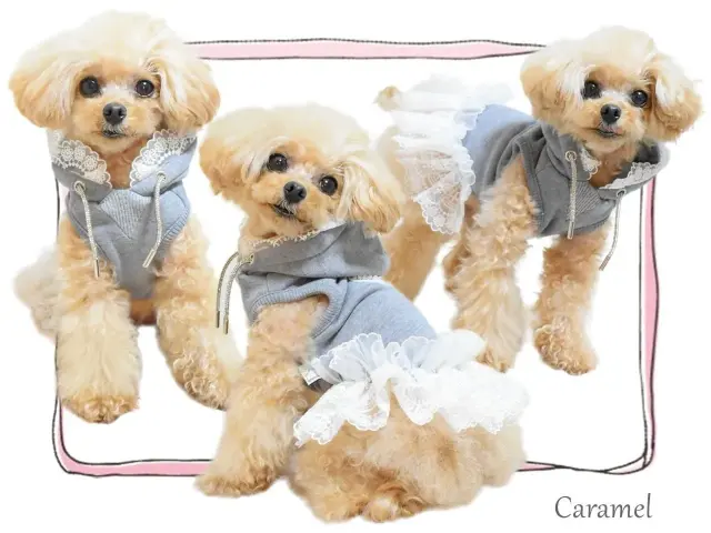 犬服  ラグラン(Ｓ)   ꒡̈⃝Lily꒡̈⃝ハンドメイド  Xmasもふもふ サーカスサーカス Classy Laced Hoodie【 circus circus Classy