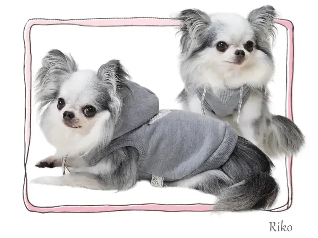 犬服  ラグラン(Ｓ)   ꒡̈⃝Lily꒡̈⃝ハンドメイド  Xmasもふもふ サーカスサーカス Classy Laced Hoodie【 circus circus Classy