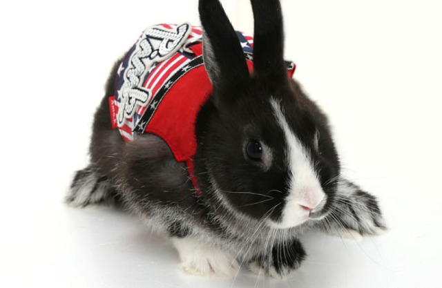 ハーネス リード XLサイズ カラフル 犬 猫 ウサギ 小動物 花柄 黒 日本製 犬 犬用 ハーネス リード セット お揃い 単品 シンプル 上品