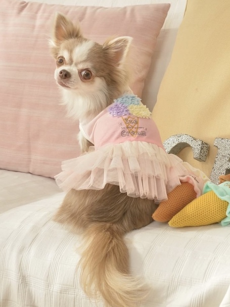 犬服 クレイジーブー crazy booドレス ウエディング こんばんは😊🧸💕 いよいよ2025秋冬新作の先行予約販売が 明日