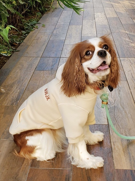 英字柄裏毛ニットの犬の服 アメカジワンちゃんイラストニット風スウェット ストリート系