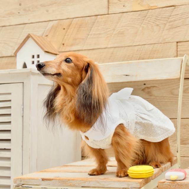 クレイジーブー 白襟 レース ワンピース Crazy Boo かわいい おしゃれ 犬グッズ 服 ワンピース