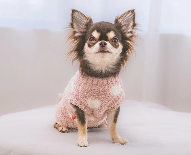 M☆C様❤️秋冬♡くま耳フード♡アランニット♡ハートニット♡ハンドメイド犬服 M☆C様❤️秋冬♡くま耳フード♡アランニット♡ハートニット