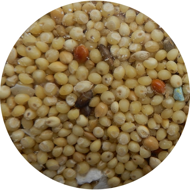 PUTIMO　小鳥の総合栄養食　皮むき　1kg