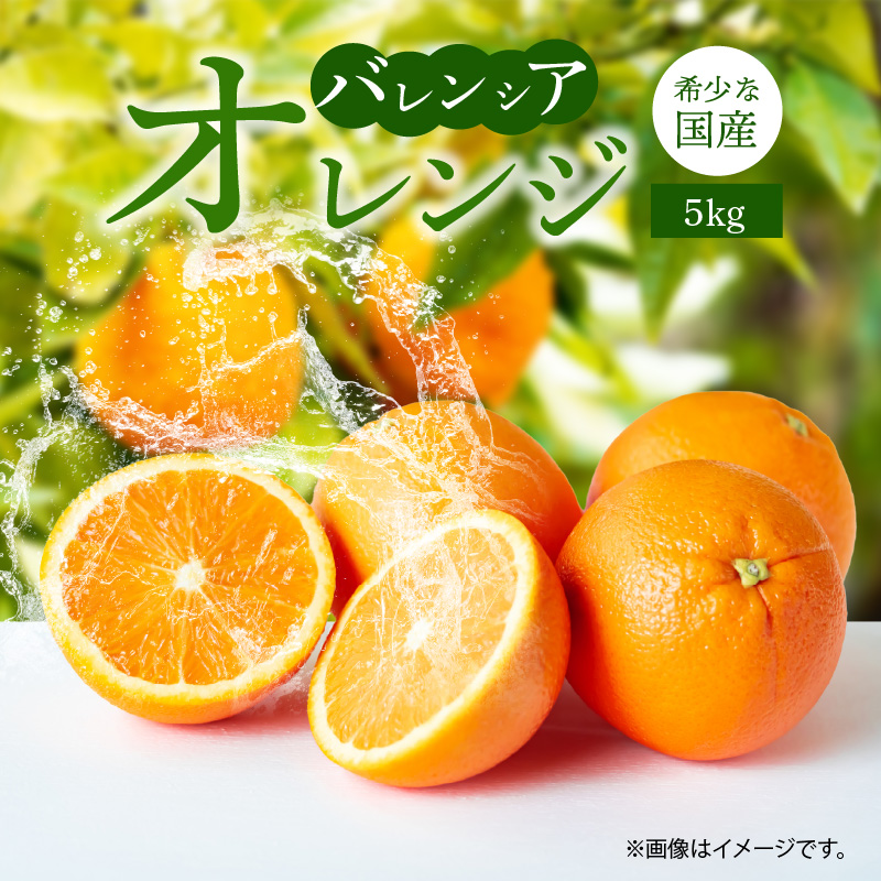 夏が旬の柑橘！秀品　希少な国産バレンシアオレンジ　5kg 【全国送料無料】※2025年6月下旬以降順次発送予定
