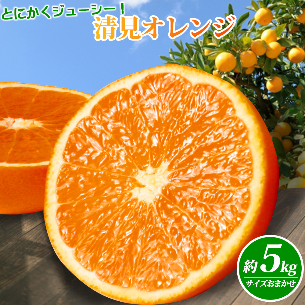紀州有田産清見オレンジ　５ｋｇ 【全国送料無料】※2026年3月下旬以降順次発送予定