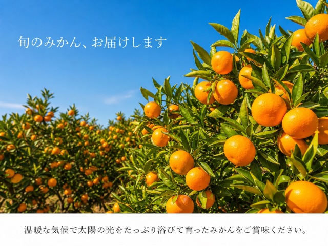 数量限定‼️完熟南高梅　傷あり2L.Lサイズ　10kg みかんキング 有田みかん10kg【訳ありご家庭用】2S-2Lサイズ混合※11月下旬以降順次