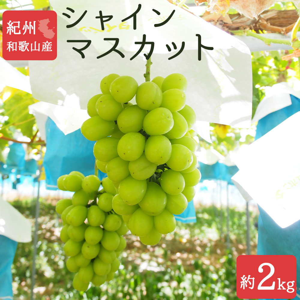 紀州有田産のシャインマスカット　約2kg(3～4房)　【全国送料無料】※2025年8月下旬以降順次発送予定