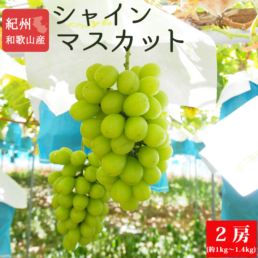 紀州有田産のシャインマスカット2房(約1kg～1.4kg)　【全国送料無料】※2025年8月下旬以降順次発送予定