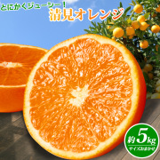 紀州有田産清見オレンジ　５ｋｇ 【全国送料無料】※2026年3月下旬以降順次発送予定