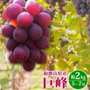 紀州有田産の巨峰たっぷり2ｋｇ　【全国送料無料】※2025年8月下旬以降順次発送予定
