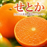 とろける食感!ジューシー柑橘　せとか　約３ｋｇ※3月上旬以降順次発送予定
