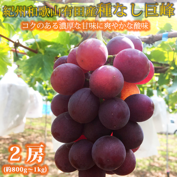 紀州有田産の種なし巨峰ぶどう2房(約800g～1kg)　【全国送料無料】※2025年8月下旬以降順次発送予定