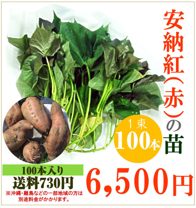 【予約】安納芋(赤)の切り苗　1束100本入【お届け日指定不可】【送料730円】