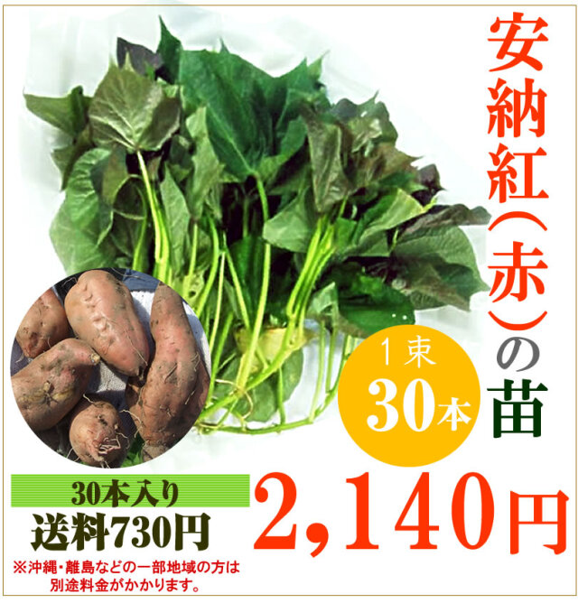 【予約】安納芋(赤)の切り苗　1束30本入【送料730円】【お届け日指定不可】