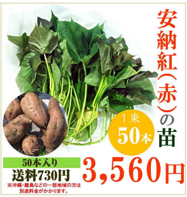 紅はるか500本 さつまいも 苗 世界的に有名な 苗