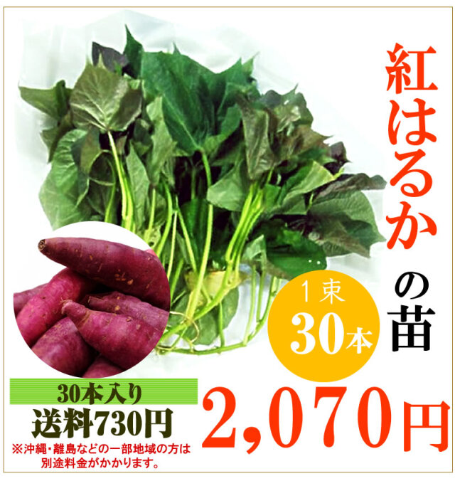 【予約】紅はるかの切り苗　1束30本【送料730円】PVP登録品種【お届け日指定不可】