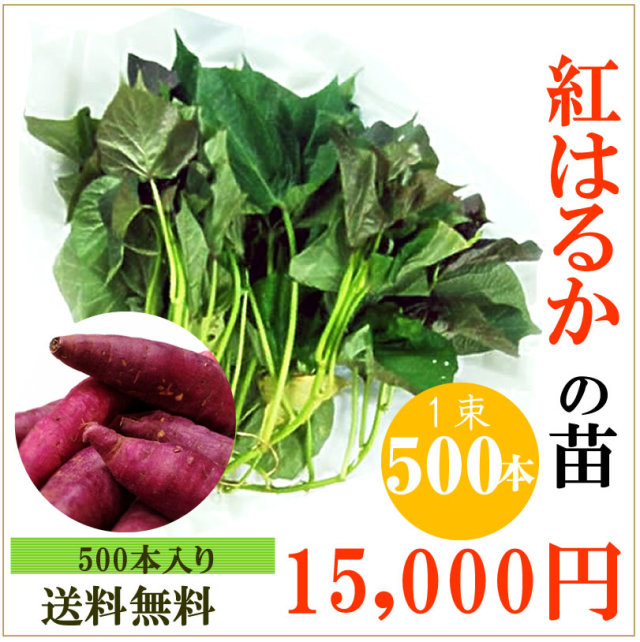 予約 安納芋 白 の切り苗 1束50本入 送料630円 お届け指定不可 Imo