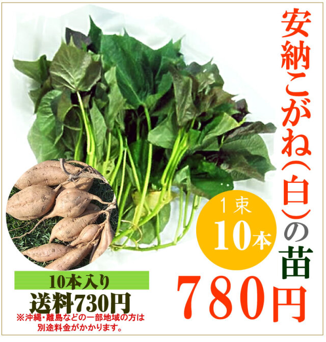【予約】安納芋(白)の切り苗　1束10本入【送料730円】【お届け指定日不可】【imo】
