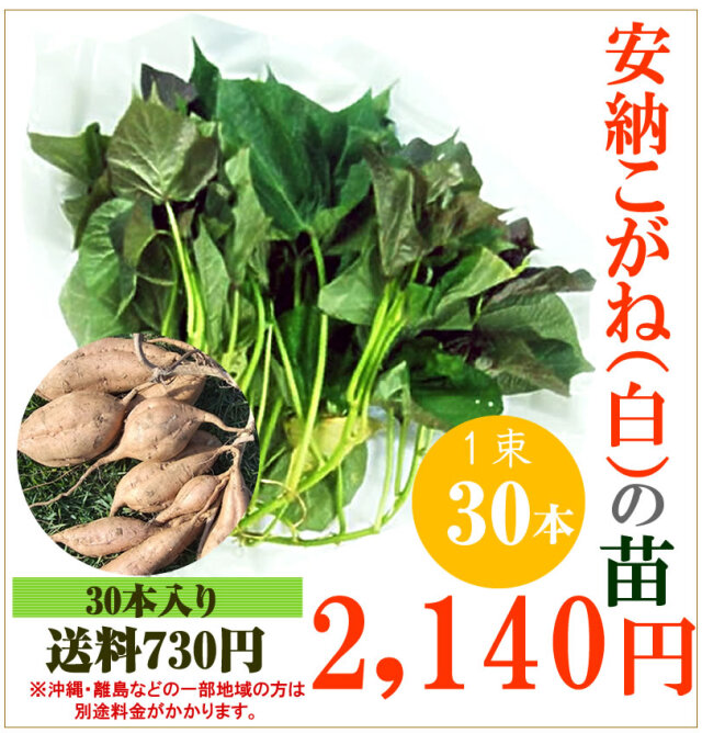 金時苗50本あずま50シ50 丸かっ