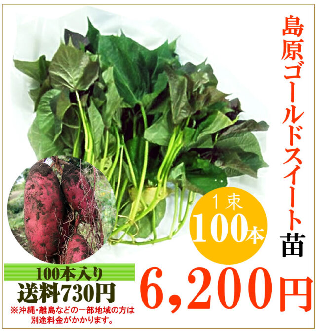 【限定特価】 種子島島原の熟成安納芋をお届けするインターネット通販 葉菜