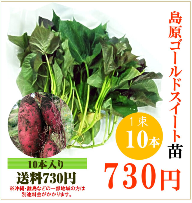 【予約】さつま芋 島原ゴールドシルクの切り苗　1束10本【送料730円】【お届け日指定不可】