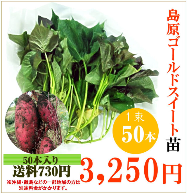 【予約】さつま芋 島原ゴールドシルクの切り苗　1束50本【送料730円】【お届け日指定不可】