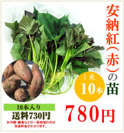 【予約】安納芋(赤)の切り苗　1束10本【送料730円】【お届け日指定不可】