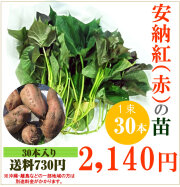 【予約】安納芋(赤)の切り苗　1束30本入【送料730円】【お届け日指定不可】