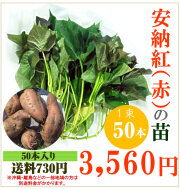【予約】安納芋(赤)の切り苗　1束50本入【送料730円】【お届け日指定不可】