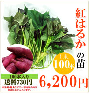 【予約】紅はるかの切り苗　1束100本【送料730円】PVP登録品種【お届け日指定不可】