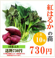 【予約】紅はるかの切り苗　1束10本【送料730円】PVP登録品種【お届け日指定不可】