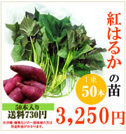 【予約】紅はるかの切り苗　1束50本【送料730円】PVP登録品種【お届け日指定不可】