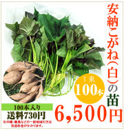 【予約】安納芋(白)の切り苗　1束100本入【送料730円】【お届け日指定不可】【imo】