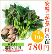 【予約】安納芋(白)の切り苗　1束10本入【送料730円】【お届け指定日不可】【imo】