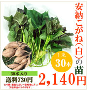 【予約】安納芋(白)の切り苗　1束30本入【送料730円】【お届け指定不可】【imo】