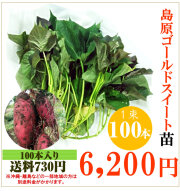 【予約】さつま芋 島原ゴールドシルクの切り苗　1束100本【送料730円】【お届け日指定不可】