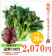 【予約】さつま芋 島原ゴールドシルクの切り苗　1束30本【送料730円】【お届け日指定不可】