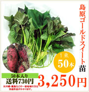 【予約】さつま芋 島原ゴールドシルクの切り苗　1束50本【送料730円】【お届け日指定不可】