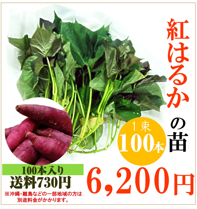 【予約】紅はるかの切り苗　1束100本【送料650円】PVP登録品種【お届け日指定不可】