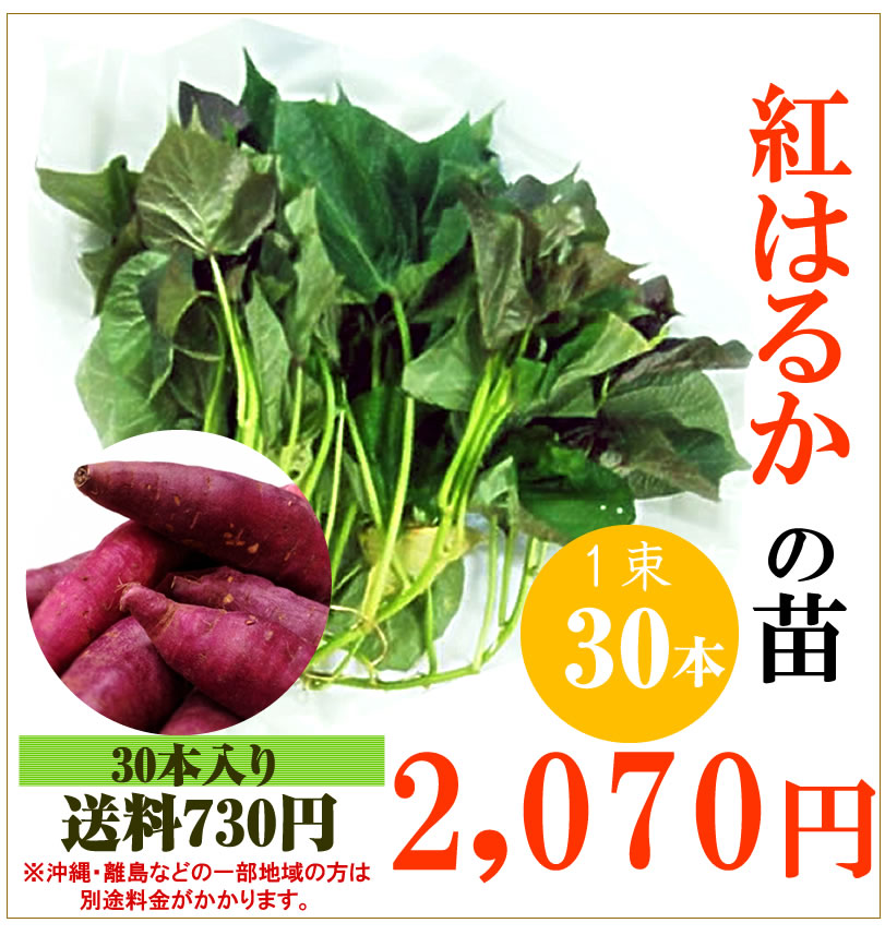 【予約】紅はるかの切り苗　1束30本【送料650円】PVP登録品種【お届け日指定不可】