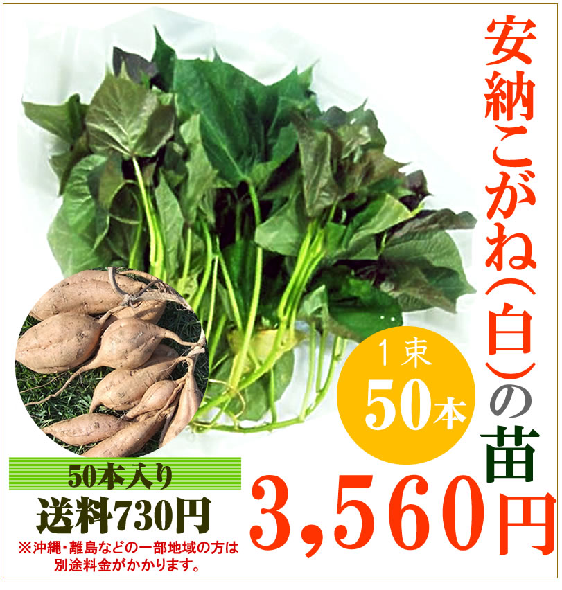 【予約】安納芋(白)の切り苗　1束50本入【送料650円】【お届け指定不可】【imo】