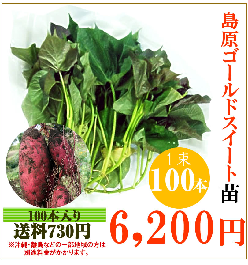 【予約】さつま芋 島原ゴールドシルクの切り苗　1束100本【送料650円】【お届け日指定不可】