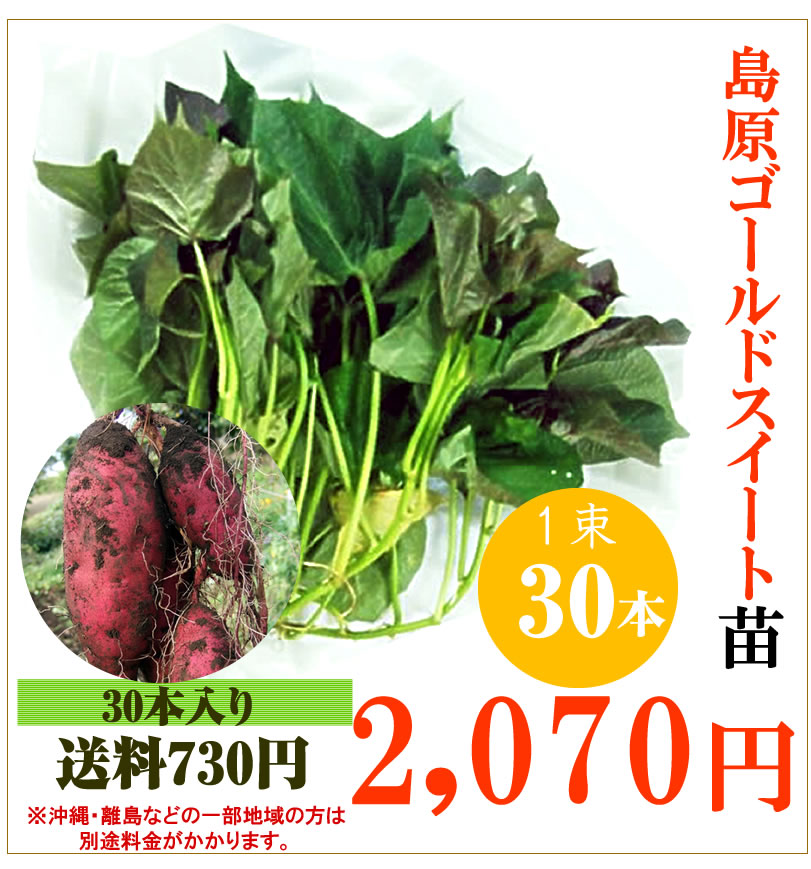 【予約】さつま芋 島原ゴールドシルクの切り苗　1束30本【送料650円】【お届け日指定不可】