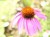 エキナセア　花
