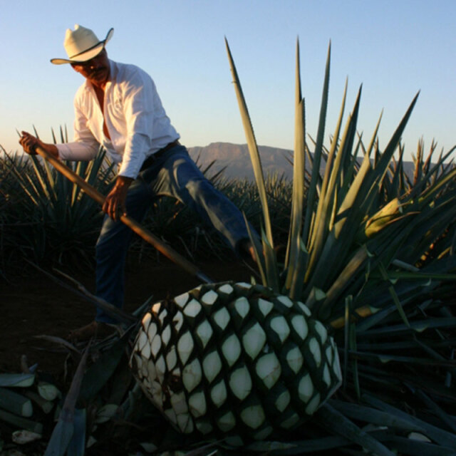 アガベシロップ