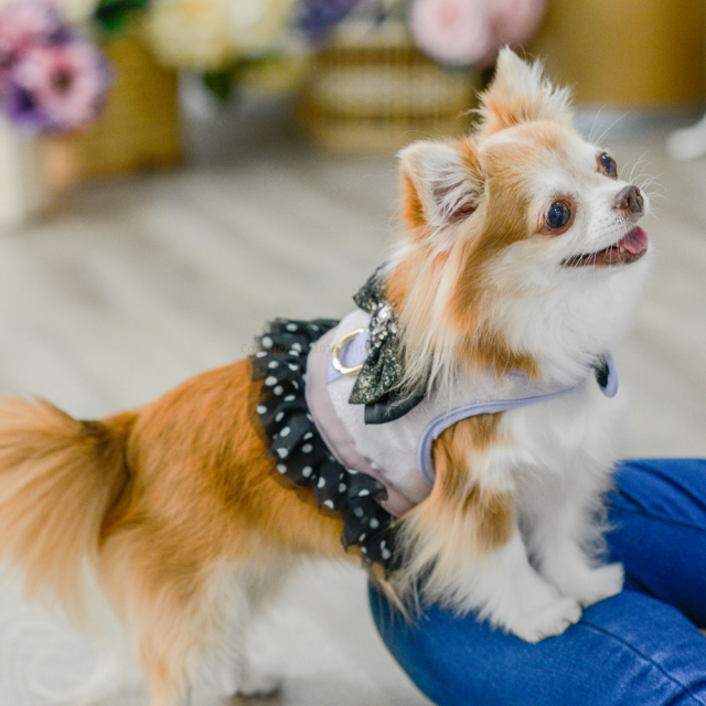 GLITTER POOCH グリッター・プーチ black-diamond