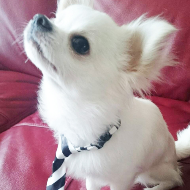 ドッグ ネクタイ