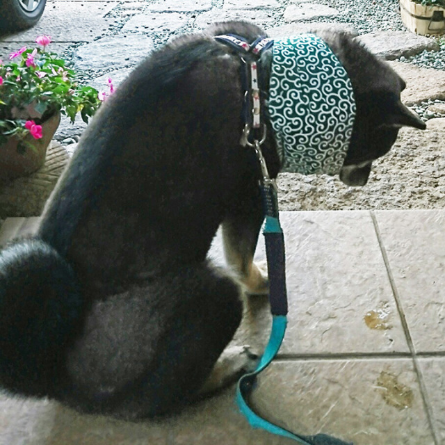 冷える　風呂敷包み　和柄　からくさ模様