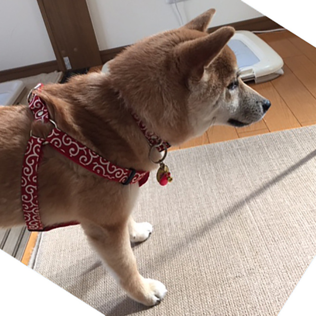 唐草ハーネス 小雪